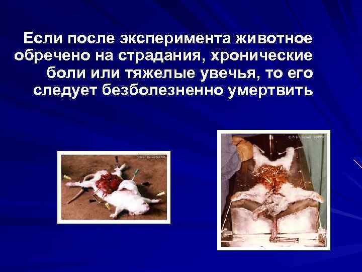 Если после эксперимента животное обречено на страдания, хронические боли или тяжелые увечья, то его