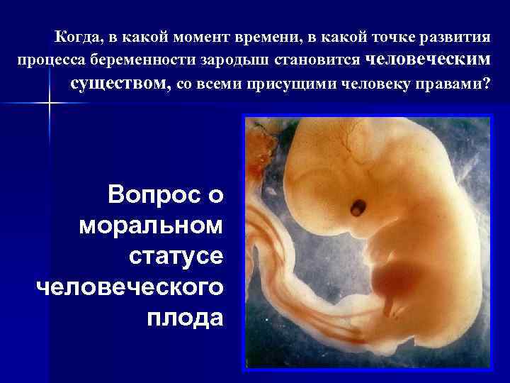 Когда, в какой момент времени, в какой точке развития процесса беременности зародыш становится человеческим