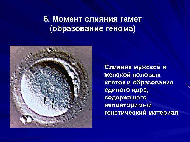 6. Момент слияния гамет (образование генома) Слияние мужской и женской половых клеток и образование