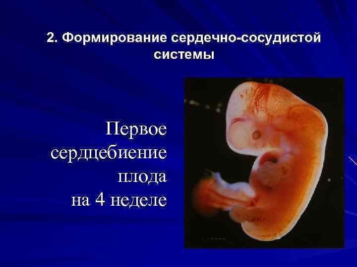 2. Формирование сердечно-сосудистой системы Первое сердцебиение плода на 4 неделе 