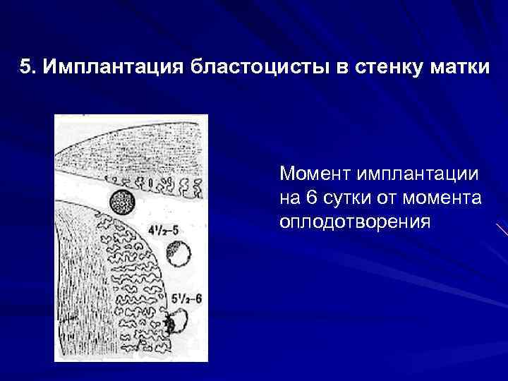 5. Имплантация бластоцисты в стенку матки Момент имплантации на 6 сутки от момента оплодотворения