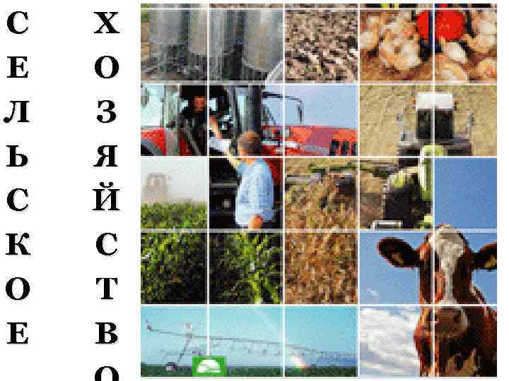 С Е Л Ь С К О Е Х О З Я Й С