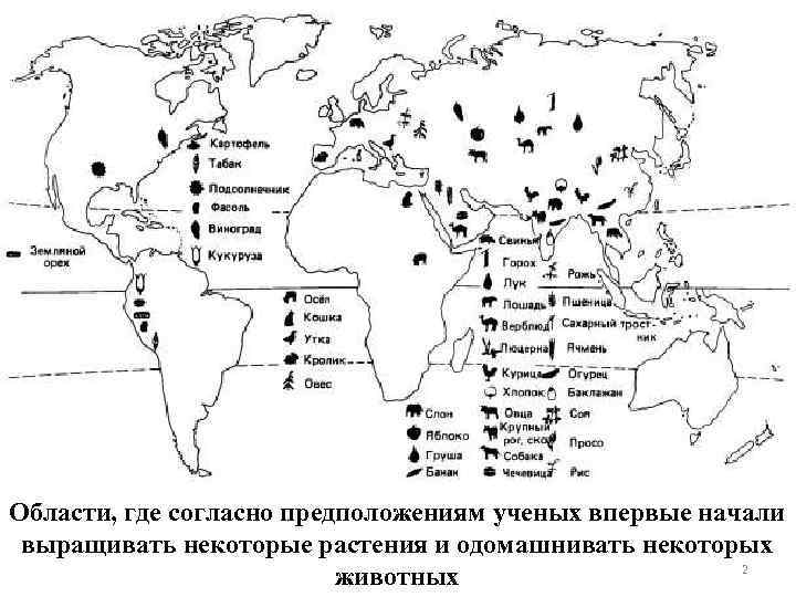Области, где согласно предположениям ученых впервые начали выращивать некоторые растения и одомашнивать некоторых 2