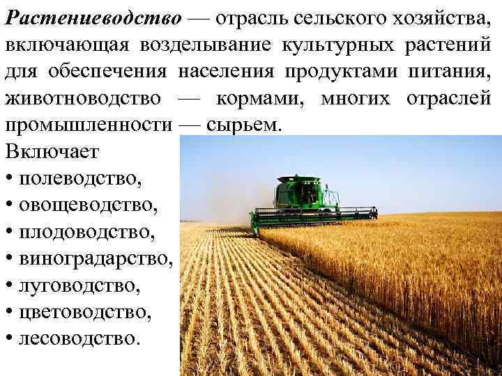 На выращивании каких культур специализируется северный кавказ. Сельское хозяйство Растениеводство. Сельскохозяйственная промышленность. Растениеводство отрасли растениеводства. Растениеводство отрасль сельского хозяйства.