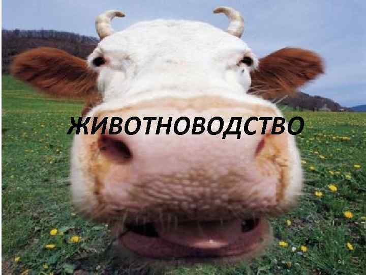 ЖИВОТНОВОДСТВО 34 