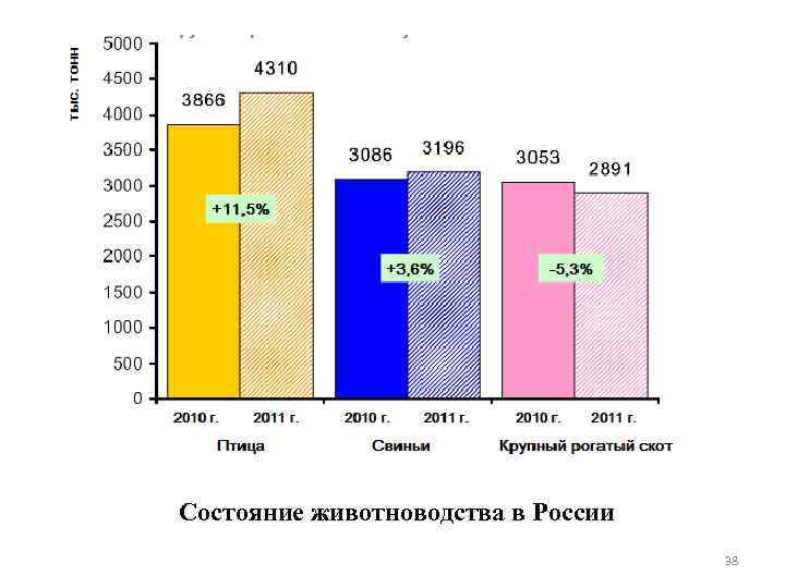 Состояние животноводства в России 38 