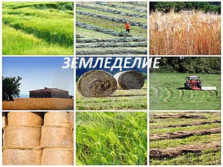ЗЕМЛЕДЕЛИЕ 7 