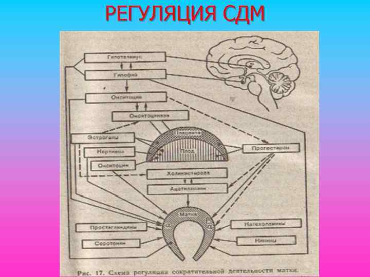 РЕГУЛЯЦИЯ СДМ 