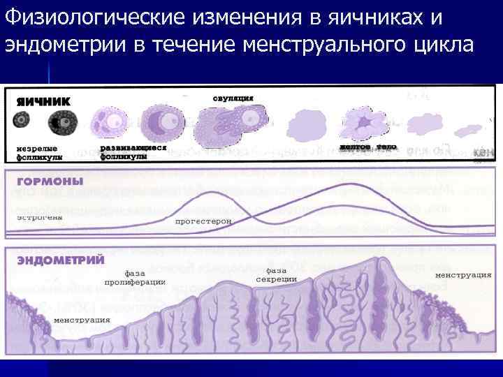 Физиологические изменения в яичниках и эндометрии в течение менструального цикла 