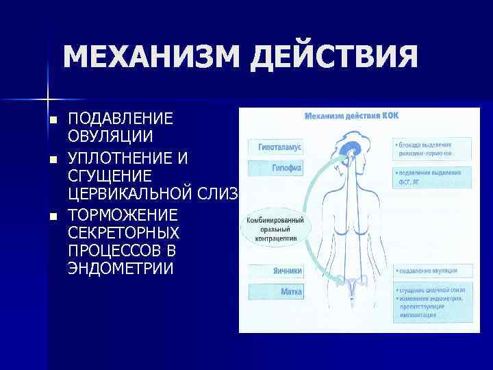 МЕХАНИЗМ ДЕЙСТВИЯ n n n ПОДАВЛЕНИЕ ОВУЛЯЦИИ УПЛОТНЕНИЕ И СГУЩЕНИЕ ЦЕРВИКАЛЬНОЙ СЛИЗИ ТОРМОЖЕНИЕ СЕКРЕТОРНЫХ