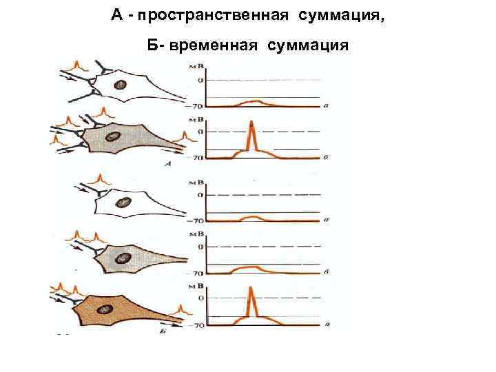 А - пространственная суммация, Б- временная суммация 