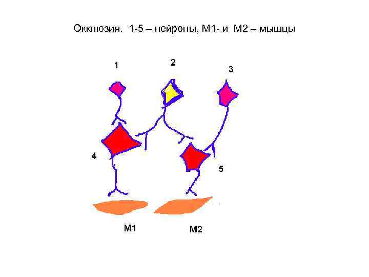 Окклюзия. 1 -5 – нейроны, М 1 - и М 2 – мышцы 