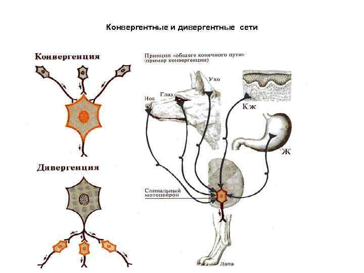 Конвергентные и дивергентные сети 