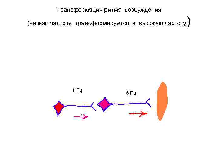 Трансформация ритма возбуждения (низкая частота трансформируется в высокую частоту ) 