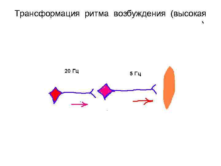 Трансформация ритма возбуждения (высокая частота трансформируется в низкую частоту) 