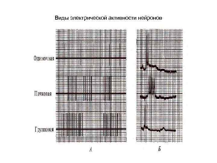 Виды электрической активности нейронов 