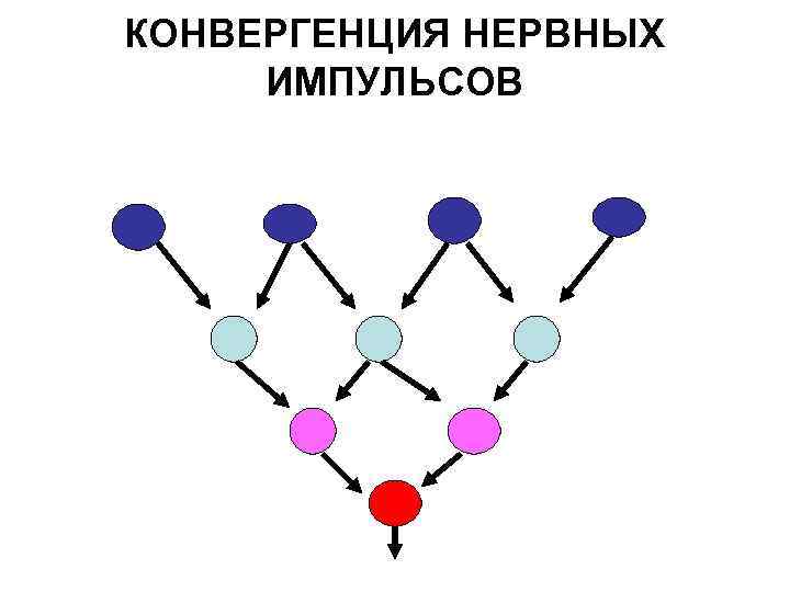 КОНВЕРГЕНЦИЯ НЕРВНЫХ ИМПУЛЬСОВ 