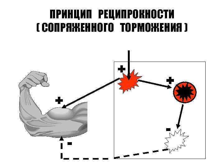 ПРИНЦИП РЕЦИПРОКНОСТИ ( СОПРЯЖЕННОГО ТОРМОЖЕНИЯ ) + + + - - 