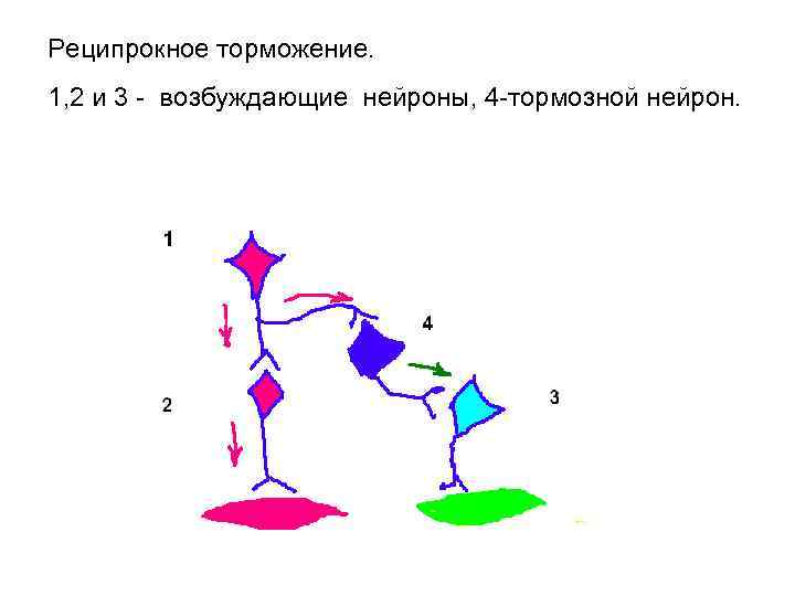 Реципрокное торможение. 1, 2 и 3 - возбуждающие нейроны, 4 -тормозной нейрон. 