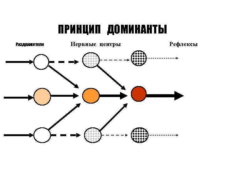 ПРИНЦИП ДОМИНАНТЫ Раздражители Нервные центры Рефлексы 