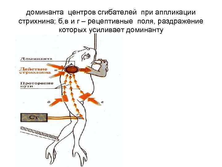 доминанта центров сгибателей при аппликации стрихнина; б, в и г – рецептивные поля, раздражение