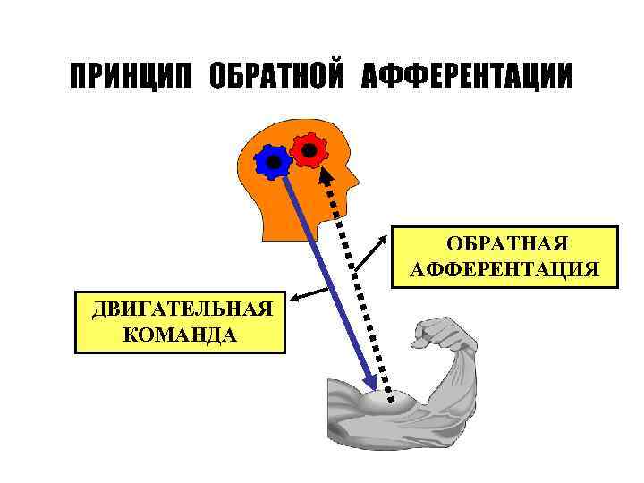 ПРИНЦИП ОБРАТНОЙ АФФЕРЕНТАЦИИ ОБРАТНАЯ АФФЕРЕНТАЦИЯ ДВИГАТЕЛЬНАЯ КОМАНДА 