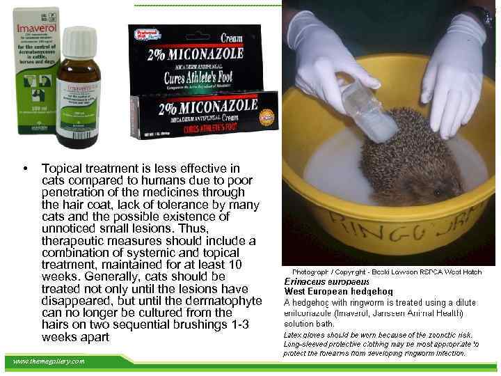  • Topical treatment is less effective in cats compared to humans due to