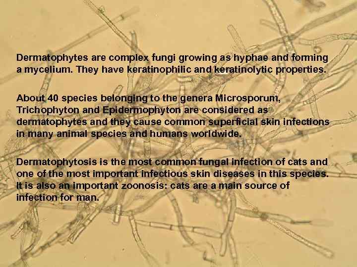 Agent Properties Dermatophytes are complex fungi growing as hyphae and forming a mycelium. They