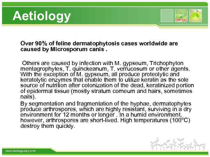 Aetiology Over 90% of feline dermatophytosis cases worldwide are caused by Microsporum canis. Others
