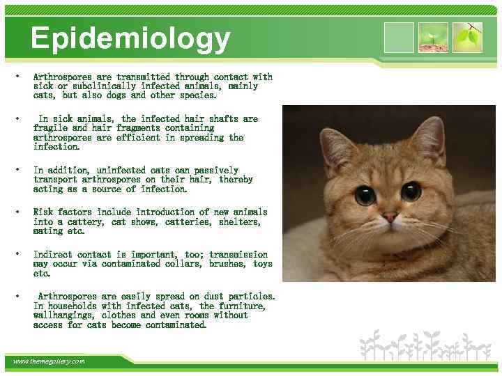 Epidemiology • Arthrospores are transmitted through contact with sick or subclinically infected animals, mainly