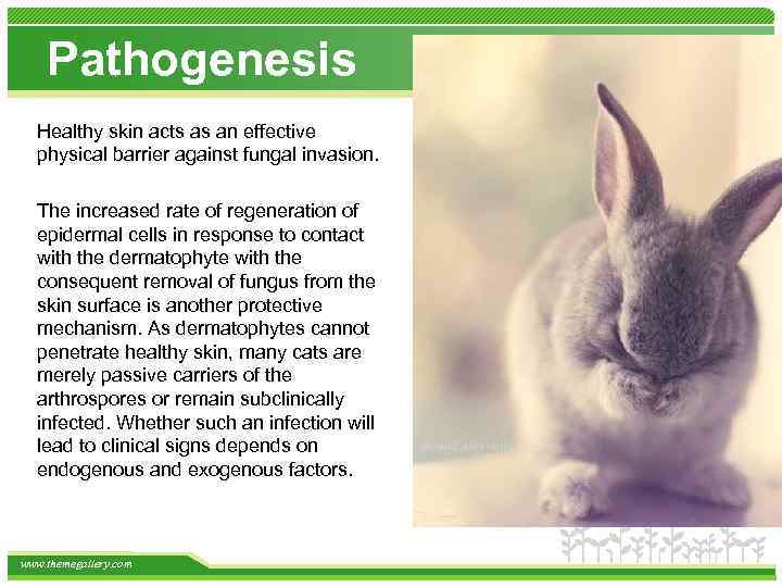 Pathogenesis Healthy skin acts as an effective physical barrier against fungal invasion. The increased