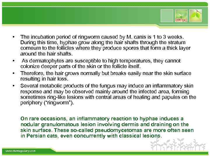  • • The incubation period of ringworm caused by M. canis is 1