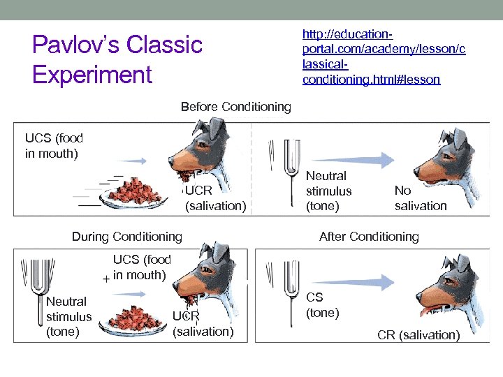 Pavlov’s Classic Experiment http: //educationportal. com/academy/lesson/c lassicalconditioning. html#lesson Before Conditioning UCS (food in mouth)
