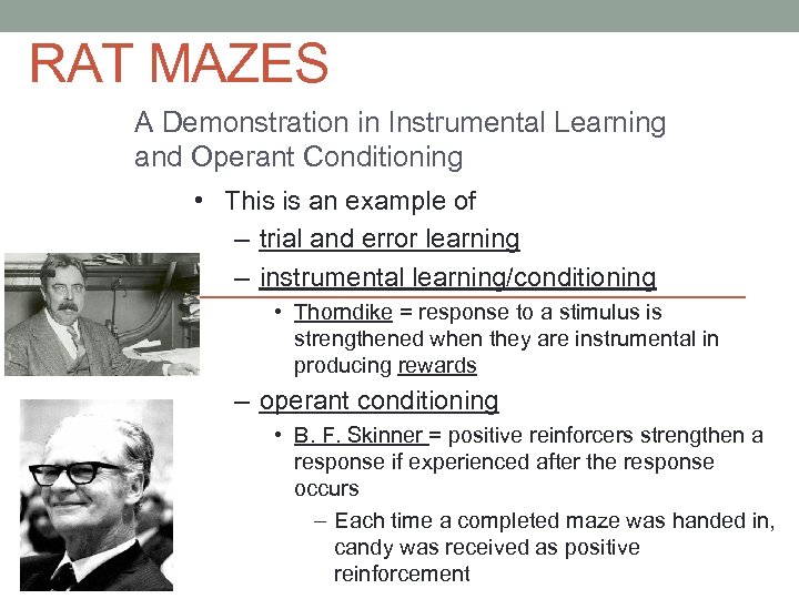 RAT MAZES A Demonstration in Instrumental Learning and Operant Conditioning • This is an