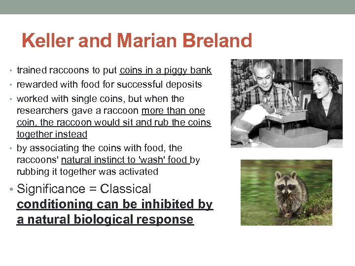 Keller and Marian Breland • trained raccoons to put coins in a piggy bank