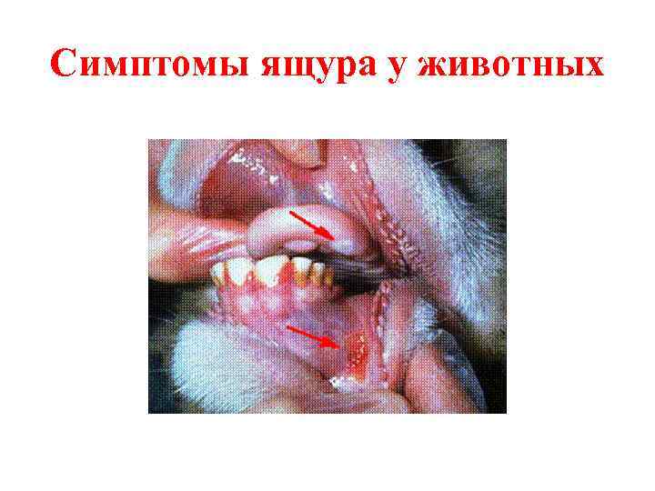 Симптомы ящура у животных 