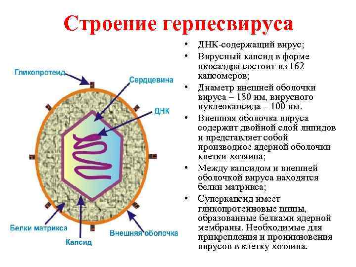 Строение герпесвируса • ДНК содержащий вирус; • Вирусный капсид в форме икосаэдра состоит из