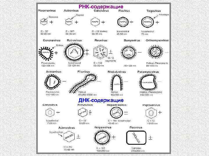 РНК-содержащие ДНК-содержащие 