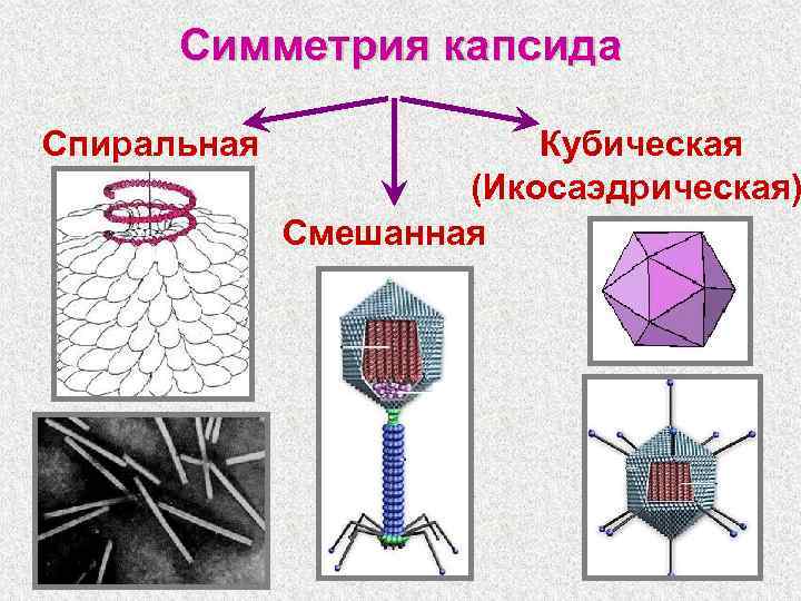 Симметрия капсида Спиральная Кубическая (Икосаэдрическая) Смешанная 