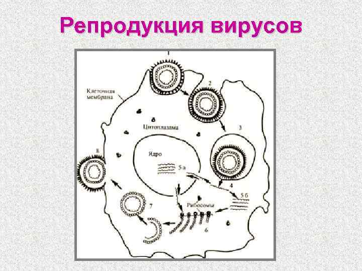 Репродукция вирусов 