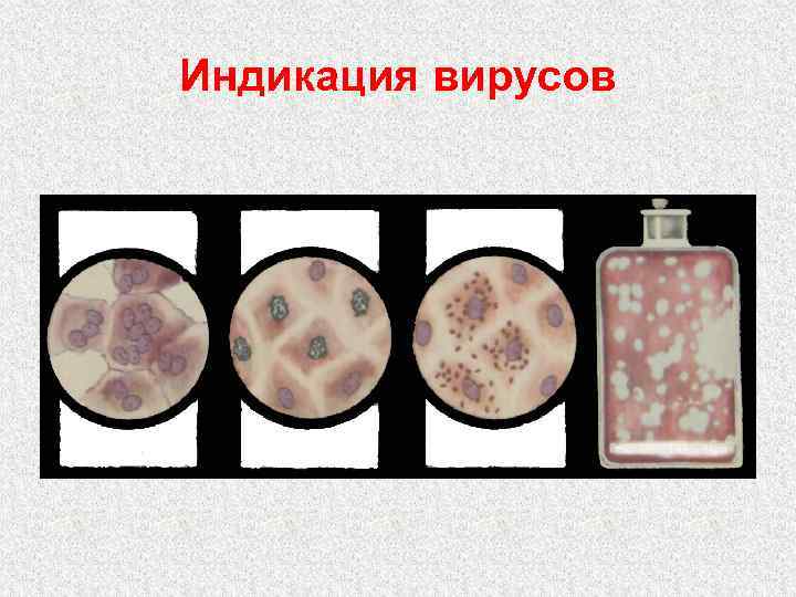 Индикация вирусов 