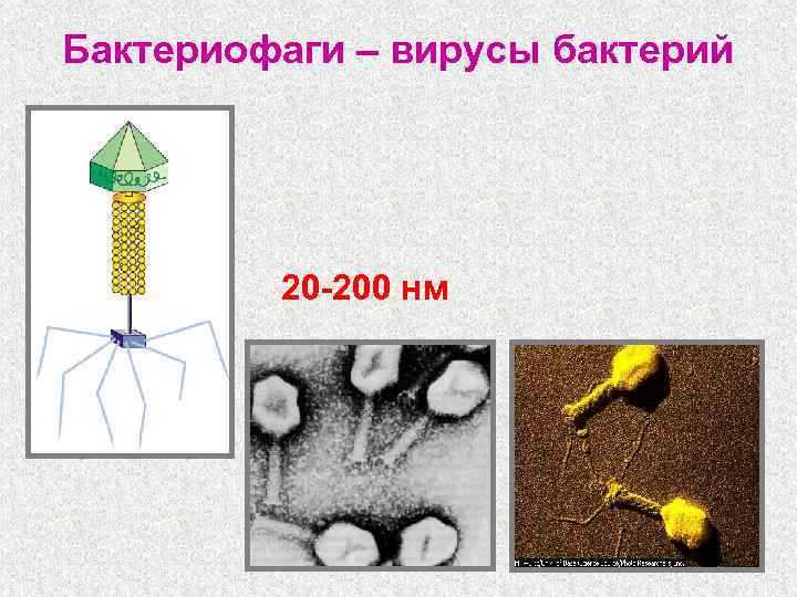 Бактериофаги – вирусы бактерий 20 -200 нм 