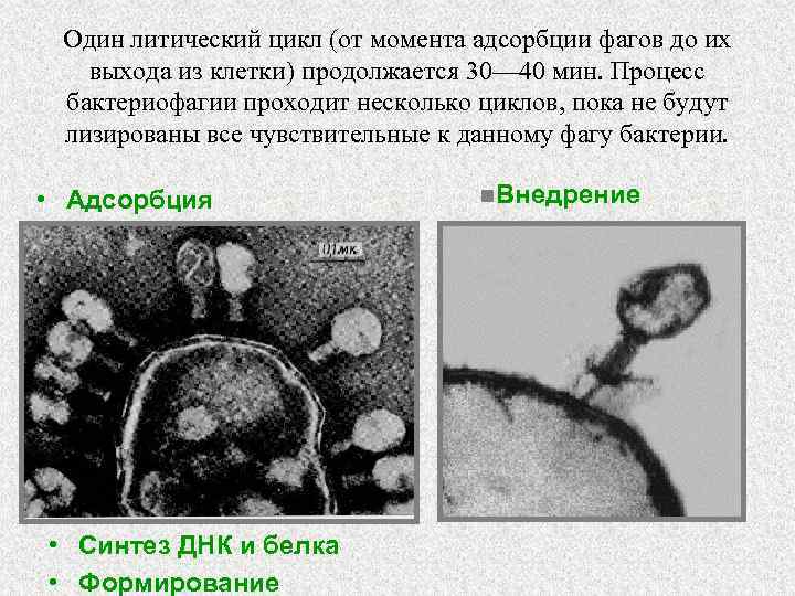Один литический цикл (от момента адсорбции фагов до их выхода из клетки) продолжается 30—