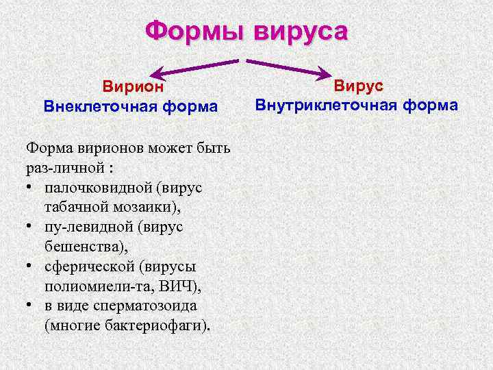 Формы вируса Вирион Внеклеточная форма Форма вирионов может быть раз личной : • палочковидной