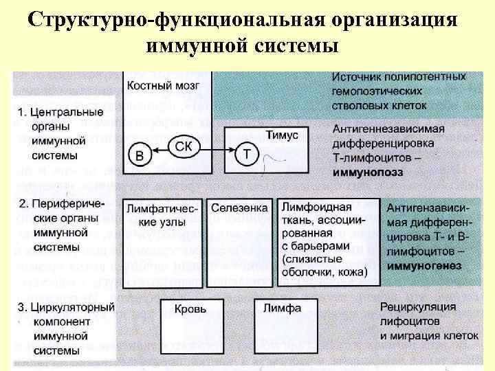 Структурно-функциональная организация иммунной системы 