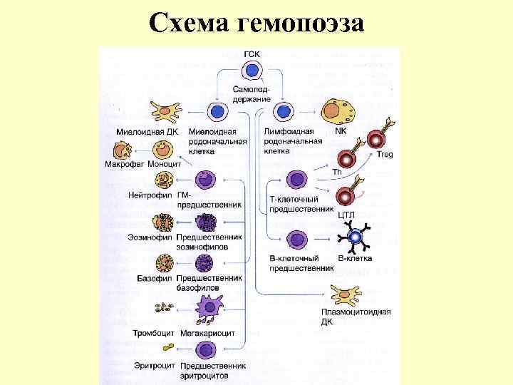 Схема гемопоэза 