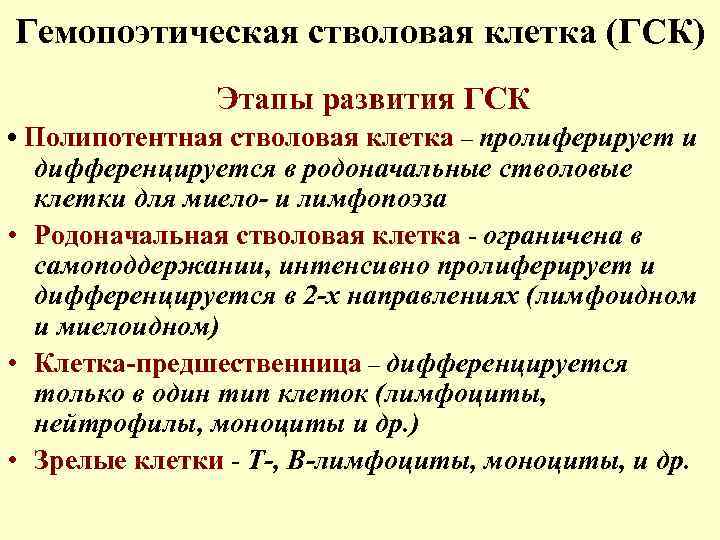 Гемопоэтическая стволовая клетка (ГСК) Этапы развития ГСК • Полипотентная стволовая клетка – пролиферирует и