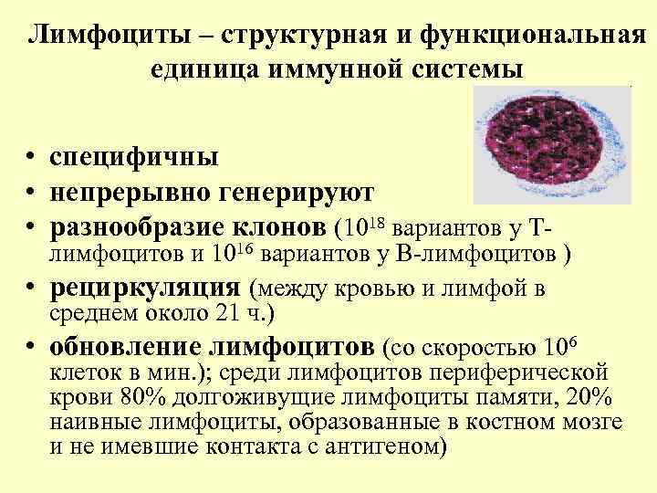 Лимфоциты – структурная и функциональная единица иммунной системы • специфичны • непрерывно генерируют •