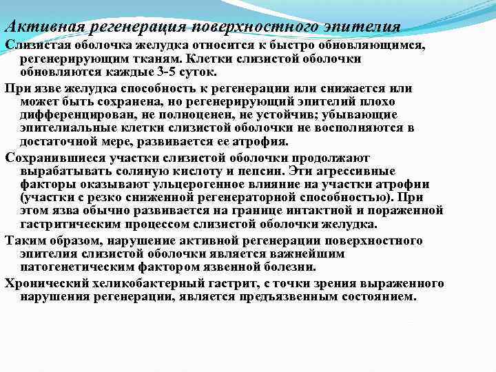 Активная регенерация поверхностного эпителия Слизистая оболочка желудка относится к быстро обновляющимся, регенерирующим тканям. Клетки