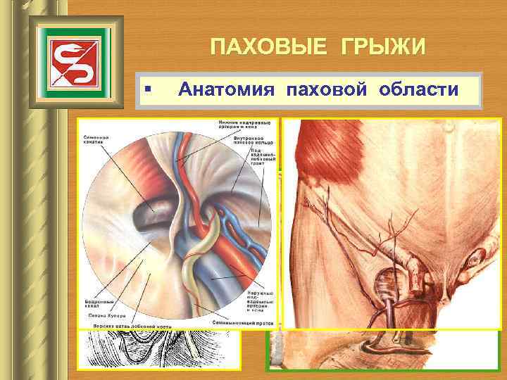 ПАХОВЫЕ ГРЫЖИ § Анатомия паховой области 